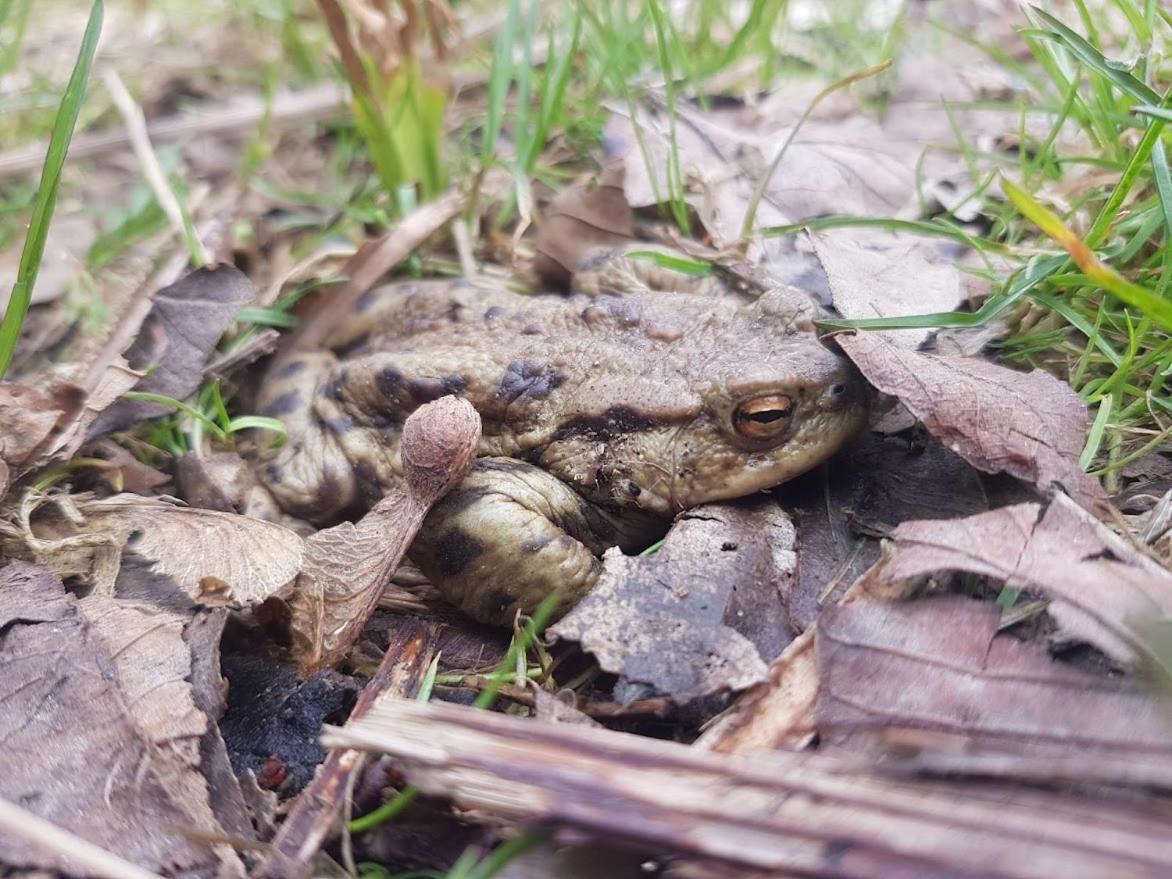 Schupplerova Vila Hostejn Bagian luar foto